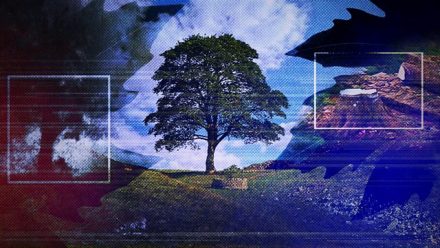 切り倒されたシカモア・ギャップの木