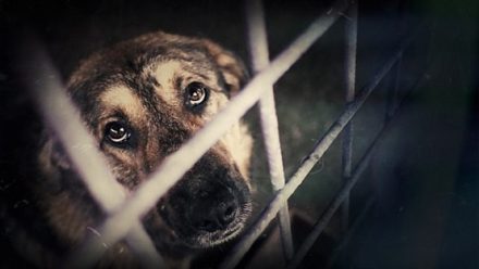 保護犬ルーレット 海外から来た犬